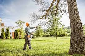 Best Tree and Shrub Care  in Frankfort, KY